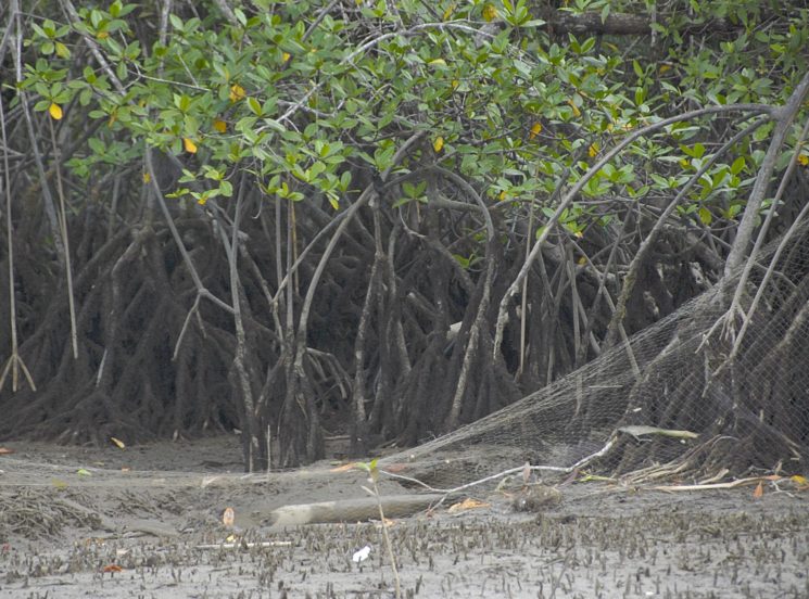 Vista de un ecosistema de manglar en Pianguita, Buenaventura. Tomada por el grupo de investigadores UAO.