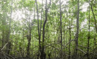 La UAO celebra el Día Internacional del Ecosistema de Manglar