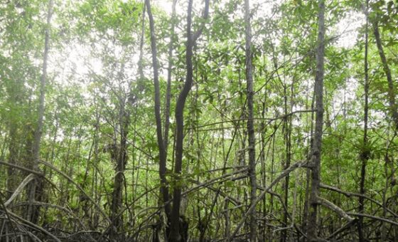 La UAO celebra el Día Internacional del Ecosistema de Manglar