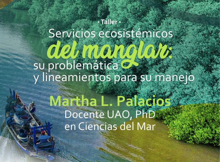Conoce todo sobre los manglares y los beneficios que brindan al planeta