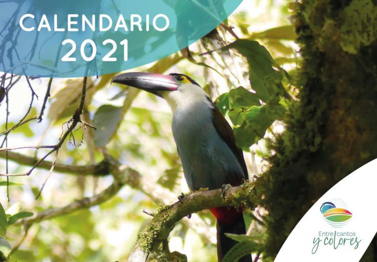 Calendario 2021: diversidad de aves en los páramos del Valle del Cauca
