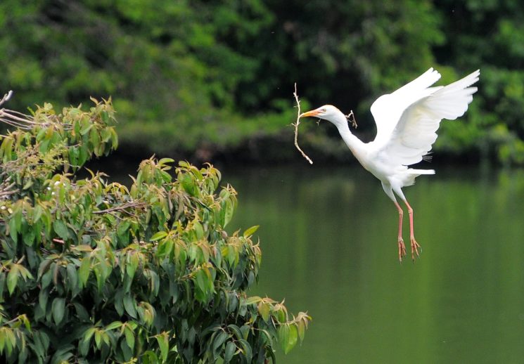 Ecoparque Lago Las Garzas