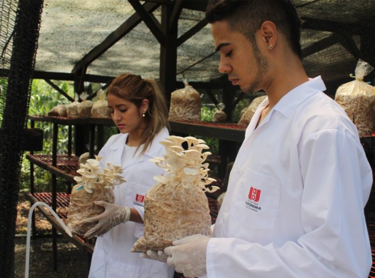 Semillero de investigación en Hongos Comestibles y Medicinales