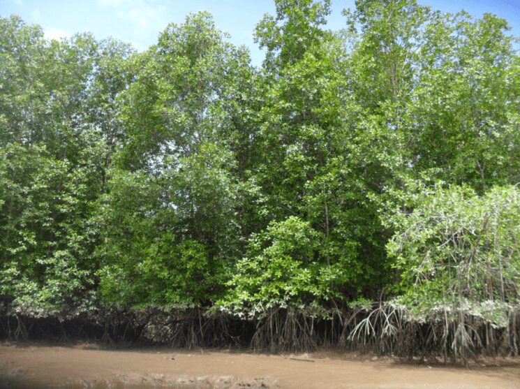 Semillero en Gestión Ambiental de Zonas Costeras