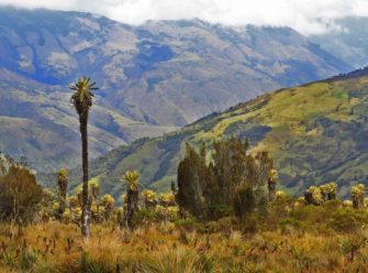 El cambio climático le está quitando espacio a los frailejones en los páramos, concluye un estudio de alumnas UAO