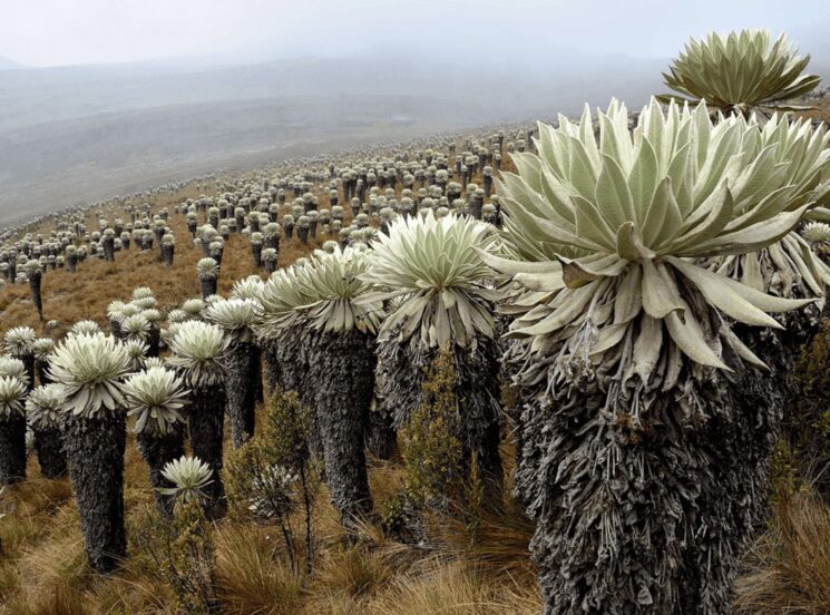 Páramos y Bosques de Usaid y la Escuela de Turismo, apoyan a emprendedores que trabajan en la conservación de los páramos de Colombia