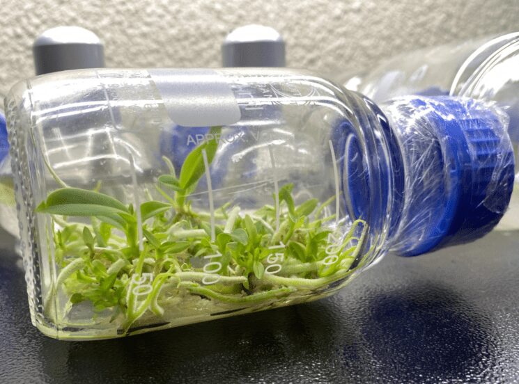 orquideas in vitro