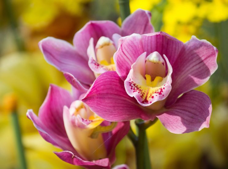 ¡Descubre la belleza de las orquídeas en CaliOrquídeas 2023!