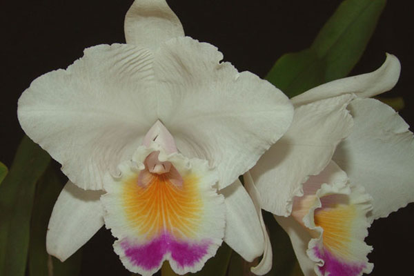 La orquídea, una opción económica para comunidades vulnerables