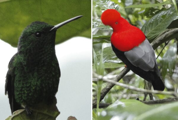 Hablando de turismo de naturaleza y de avistamiento de aves