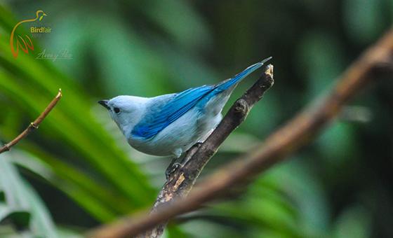 Docente Autónomo participó en Colombia BirdFair