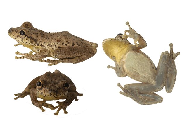 Nueva especie de rana endémica en Colombia