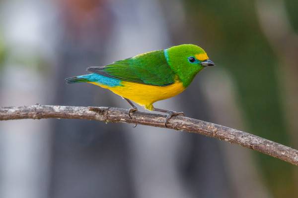 Club de Turismo de Avistamiento de Aves para la región