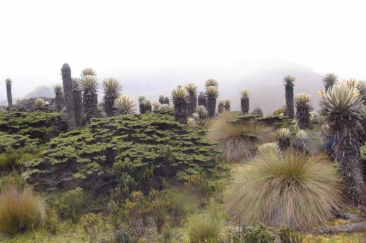 Turismo de alta montaña: oxígeno para los páramos.